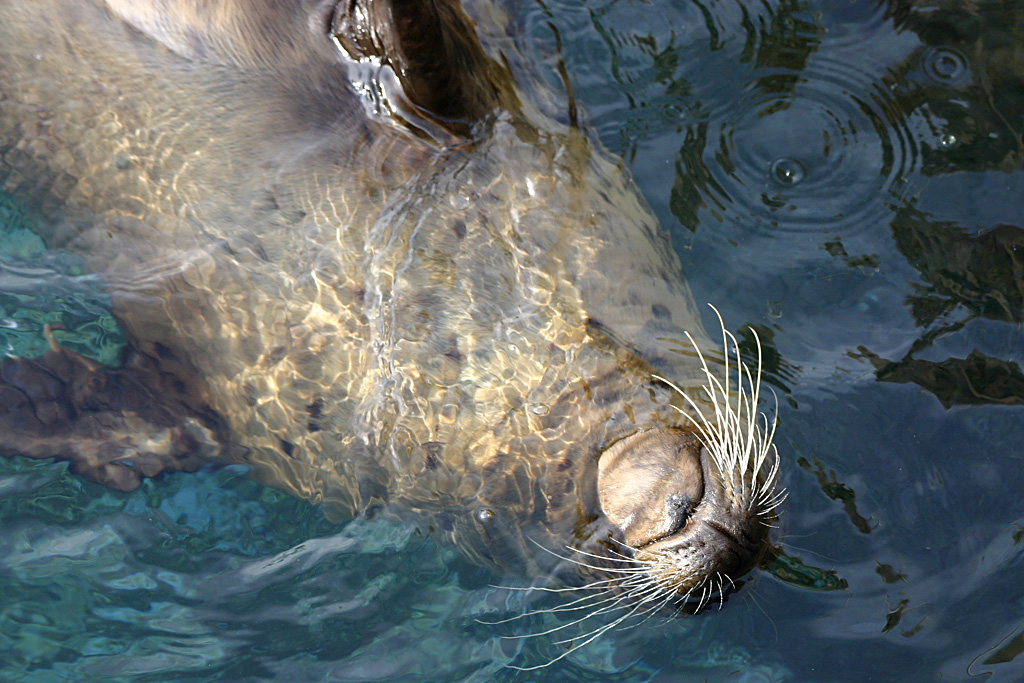 Harbor Seal at SeaWorld Orlando 20/03/05