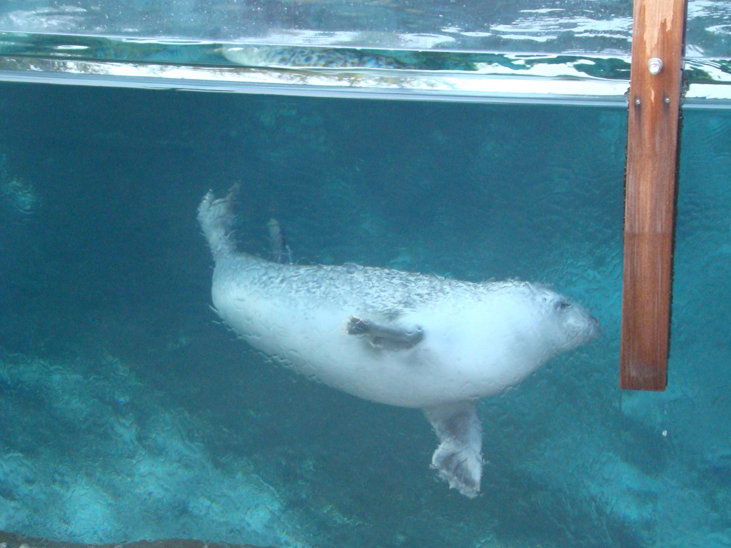 Harbor Seal at the Los Angeles Zoo