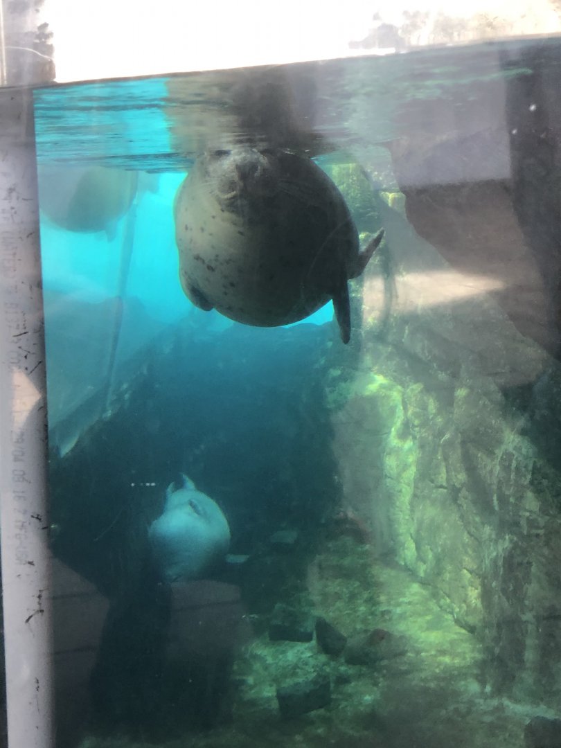 Harbor seal at the New England Aquarium
