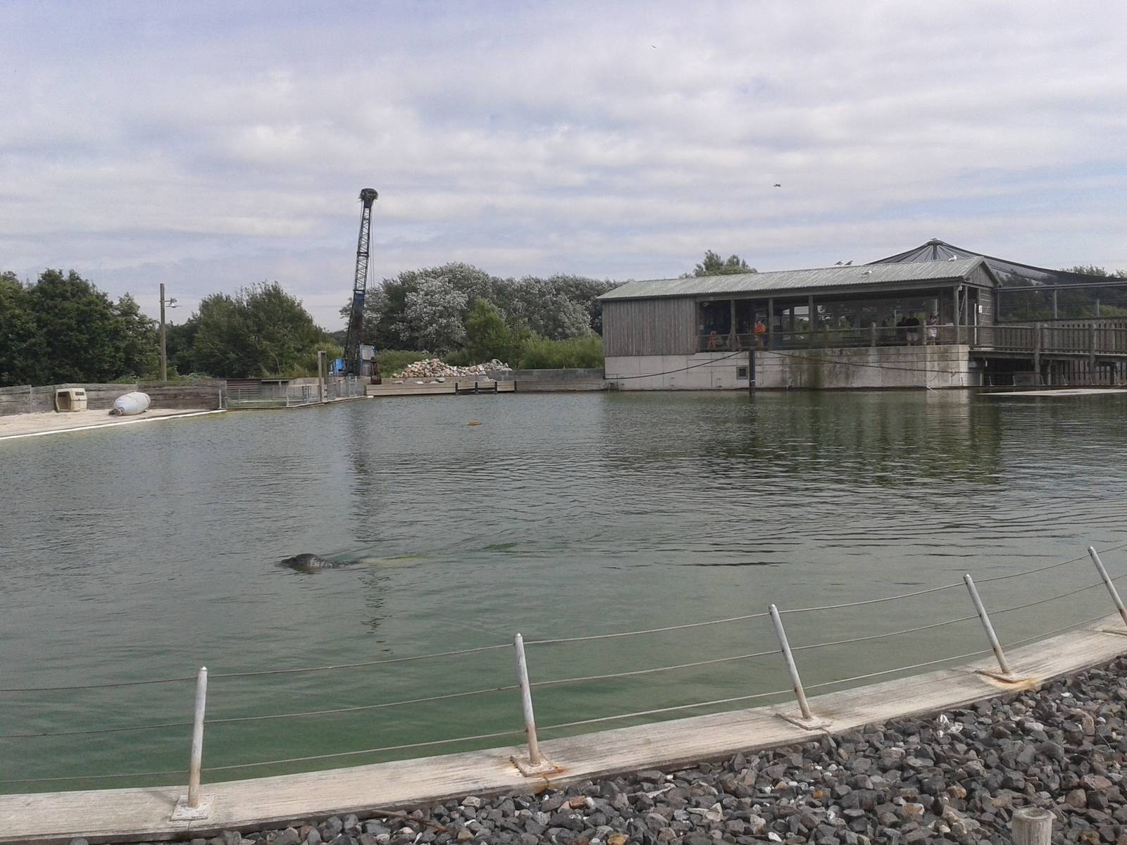 Harbor seal-enclosure