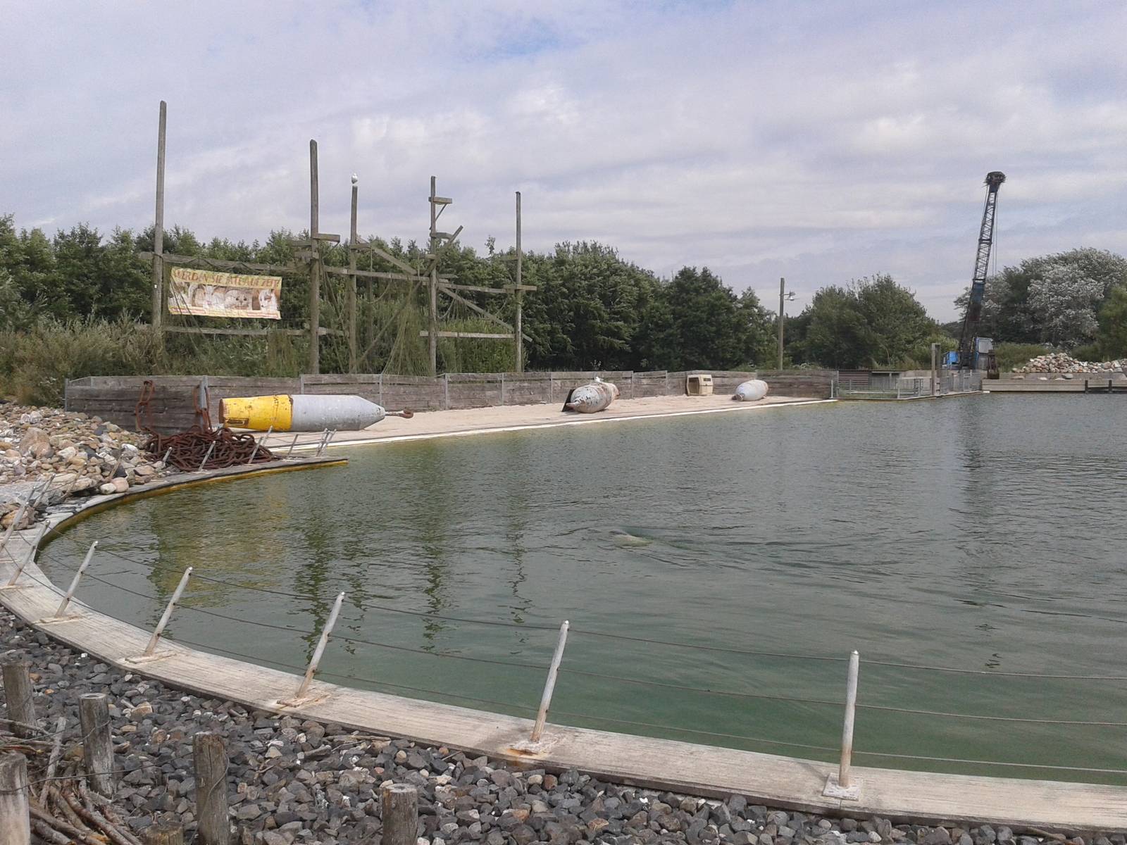 Harbor seal-enclosure
