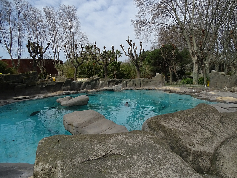 Harbor seal enclosure