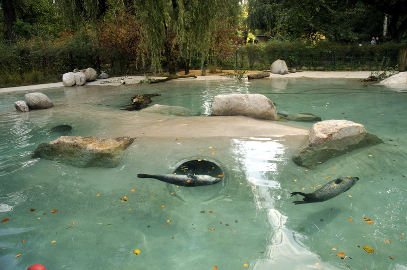Harbor Seal encolusre at Augsburg zoo