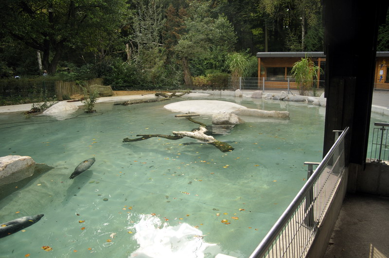 Harbor Seal encolusre at Augsburg zoo