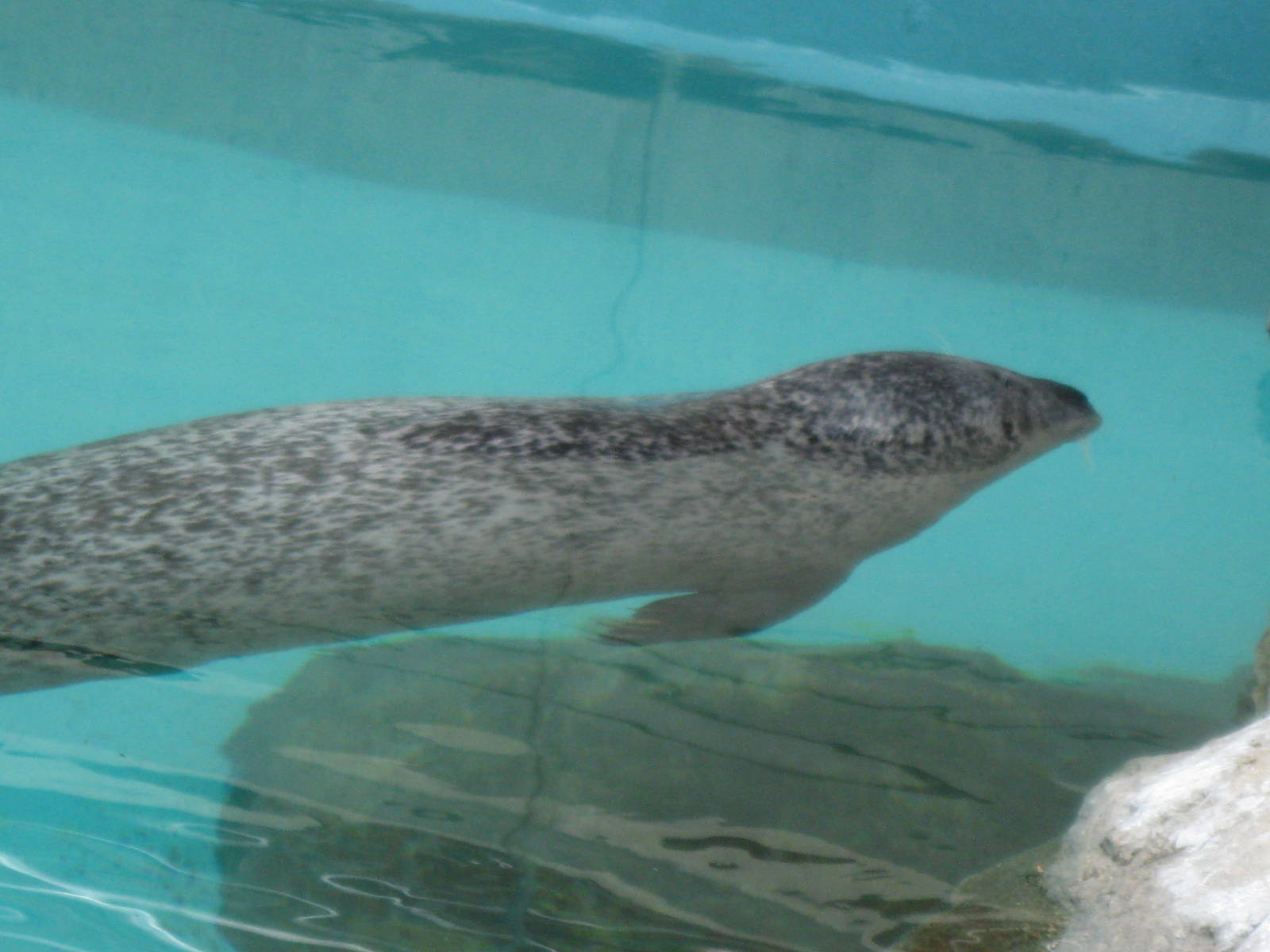Harbor Seal Enjoying the Outdoors