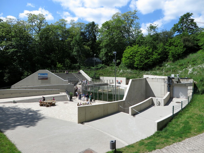 Harbor Seal exhibit (2014)