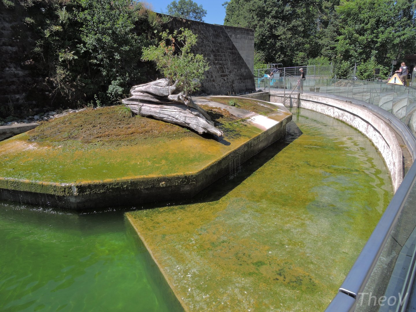 Harbor seal exhibit [2017]