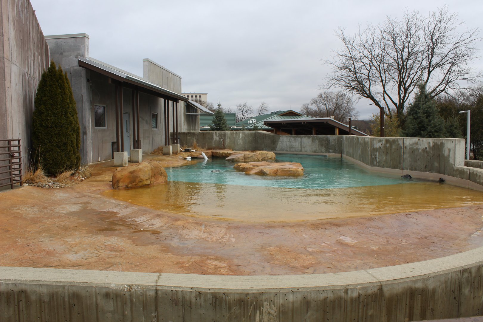 Harbor Seal Exhibit - Arctic Passage