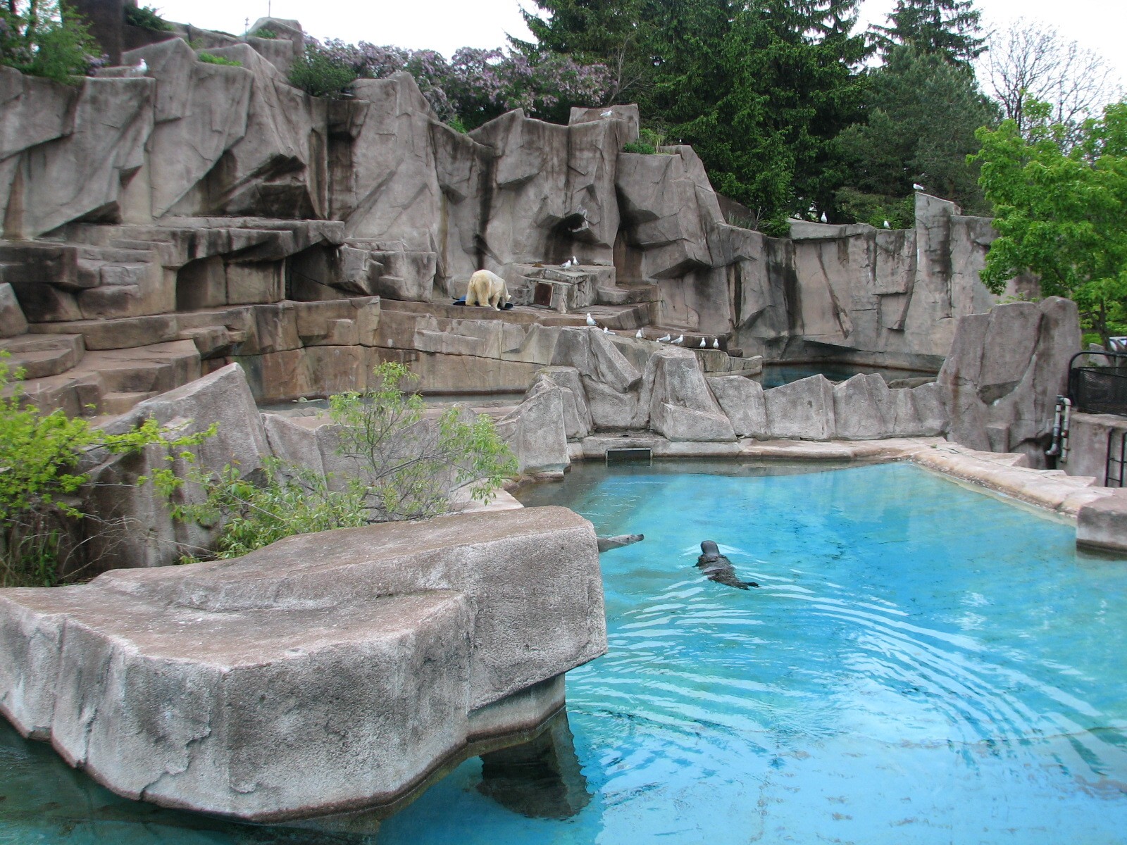 Harbor Seal Exhibit with Polar Bear Exhibit in background