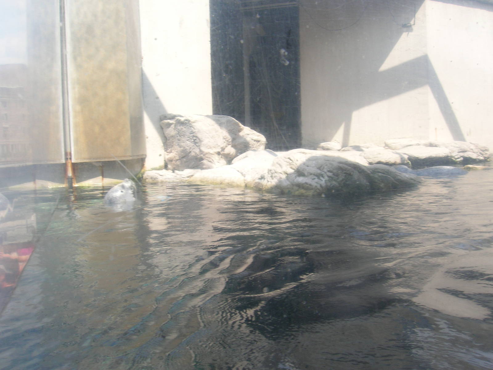 Harbor Seal Exhibit