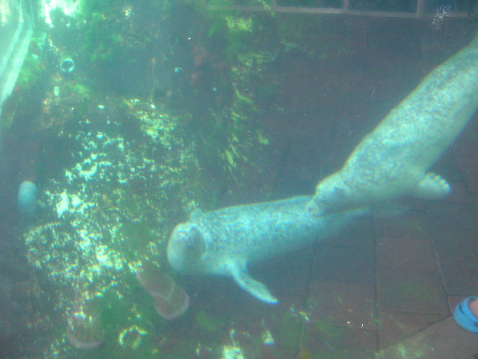 Harbor Seal Exhibit