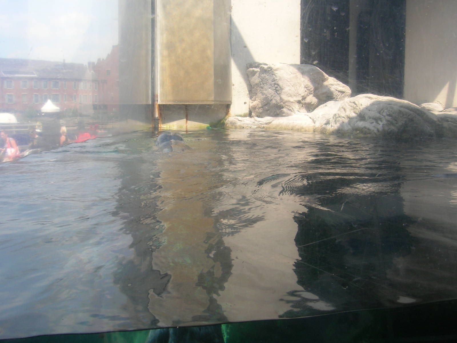 Harbor Seal Exhibit
