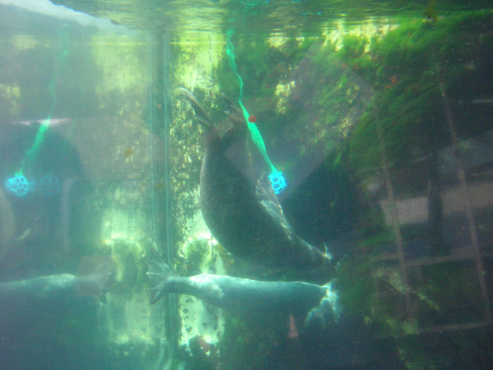 Harbor Seal Exhibit