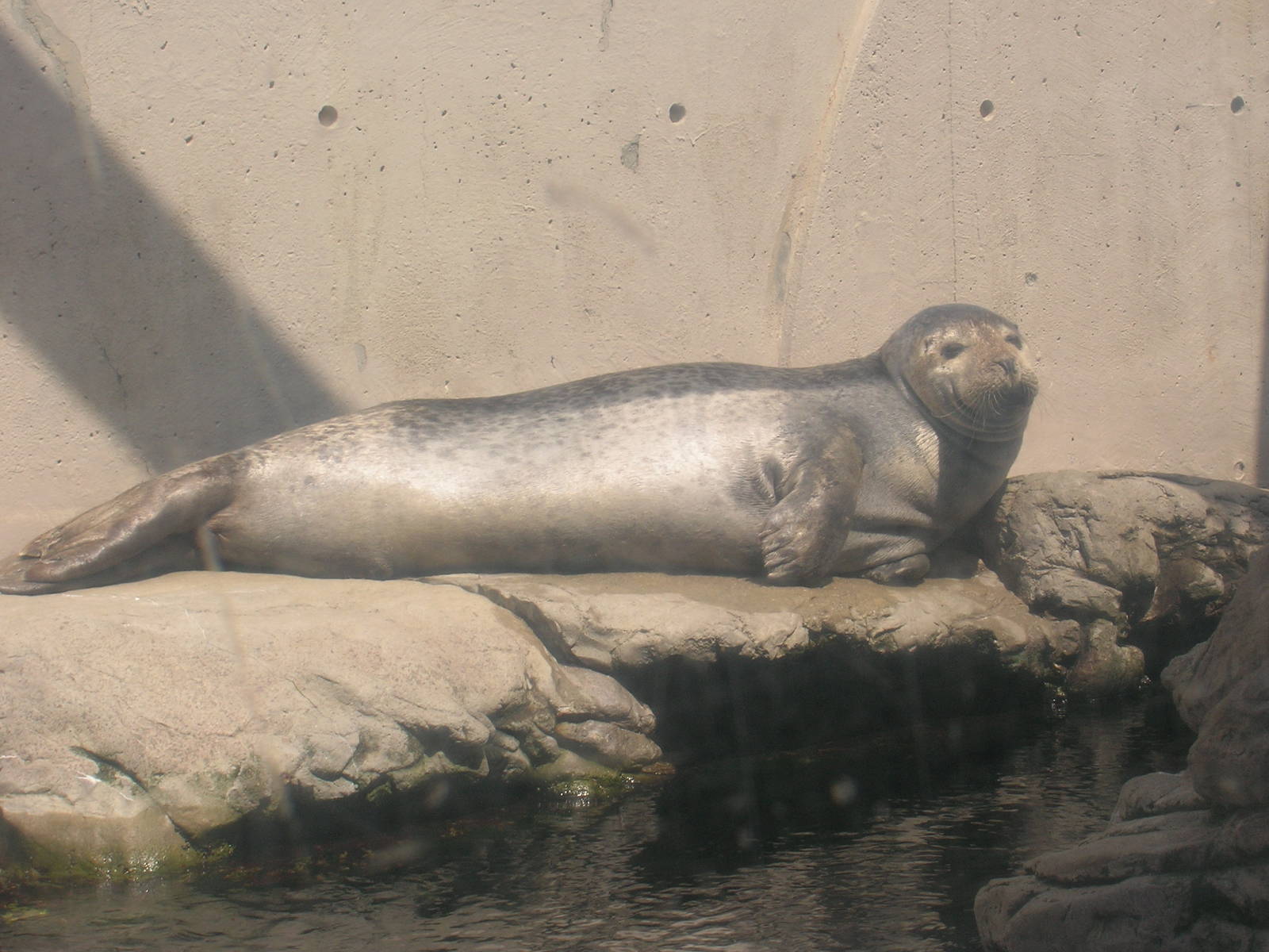 Harbor Seal Exhibit