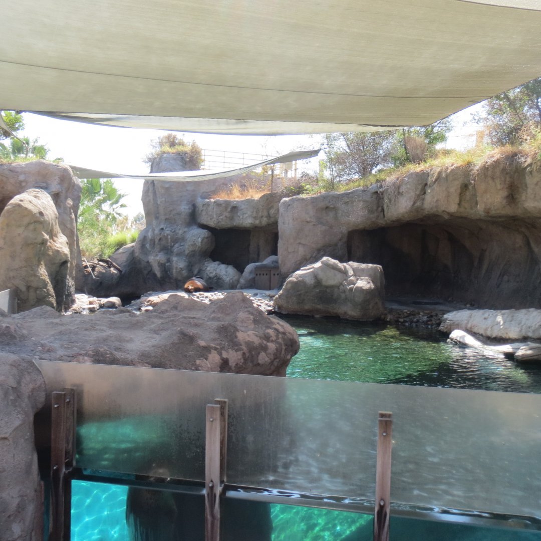 Harbor Seal Exhibit