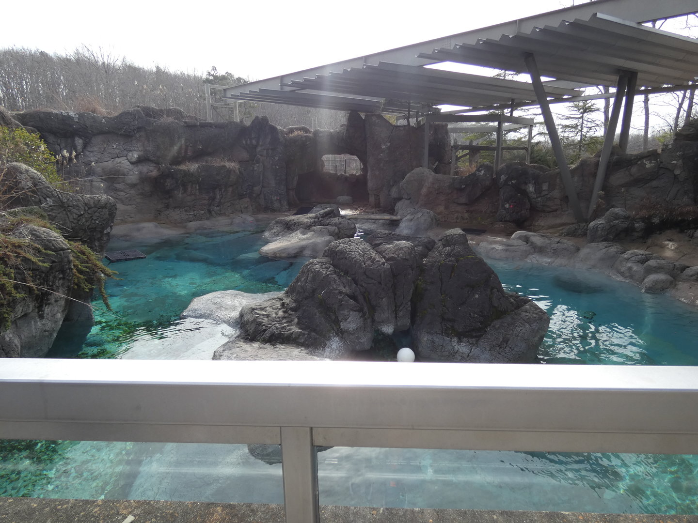 Harbor Seal exhibit