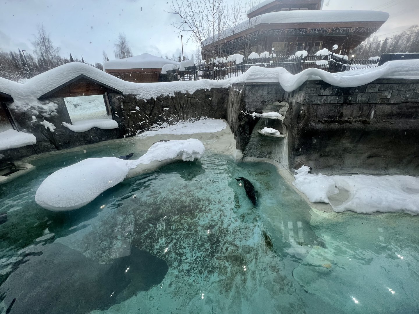 Harbor Seal Exhibit