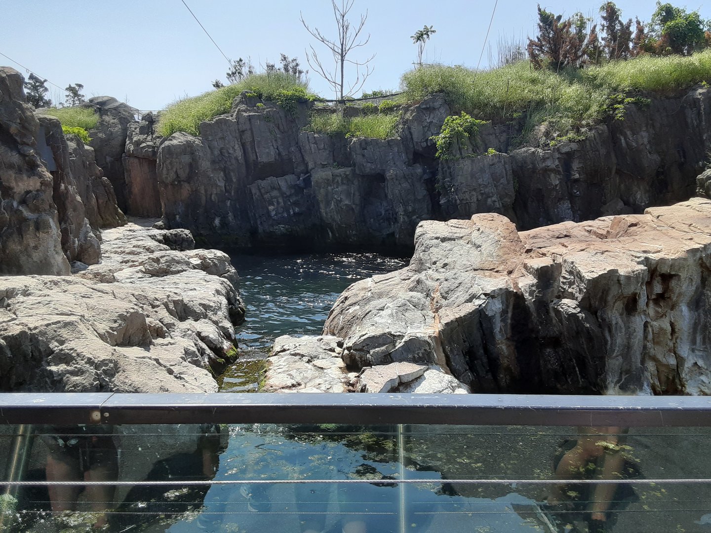 Harbor Seal Exhibit