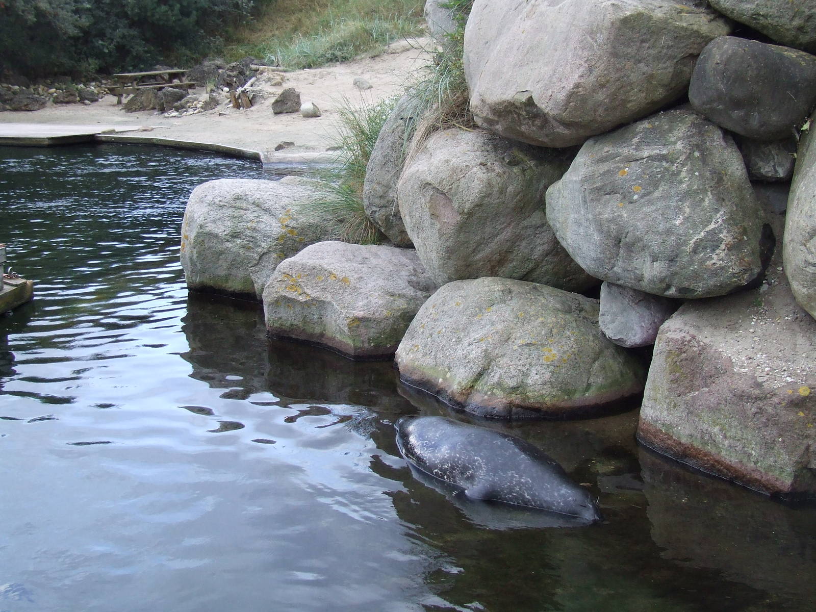 Harbor Seal exhibit