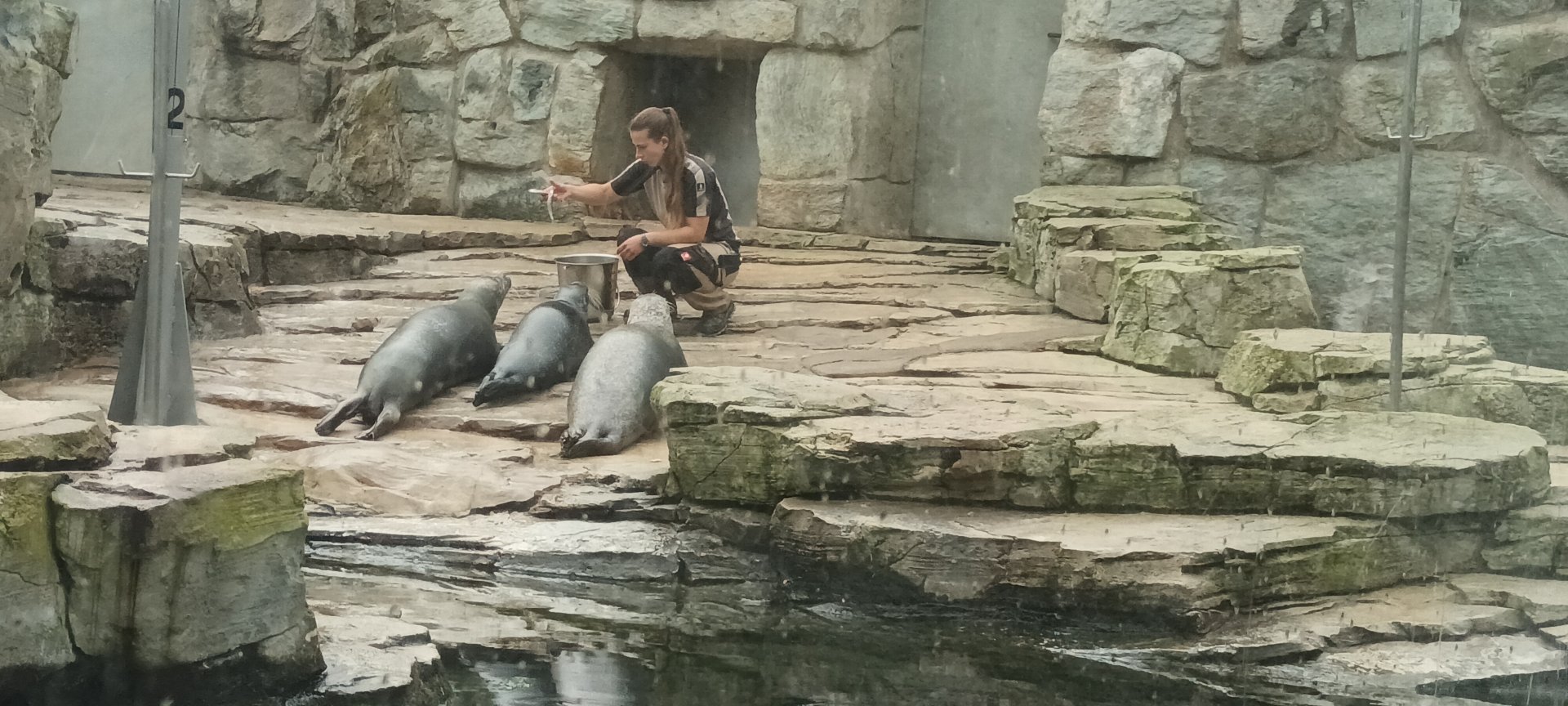 Harbor Seal Feeding Time