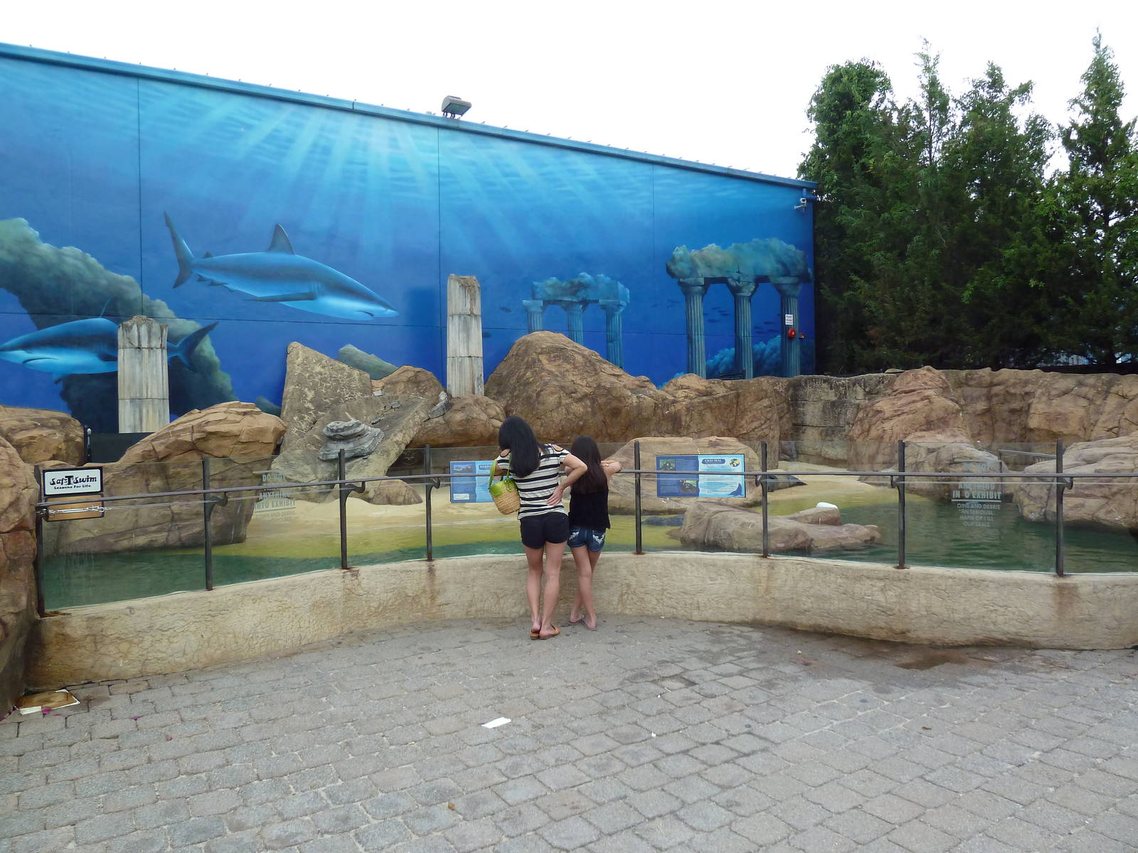 Harbor Seal/Gray Seal Exhibit