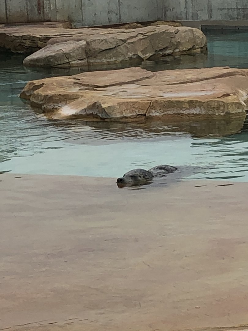 Harbor Seal | Henry Vilas Zoo