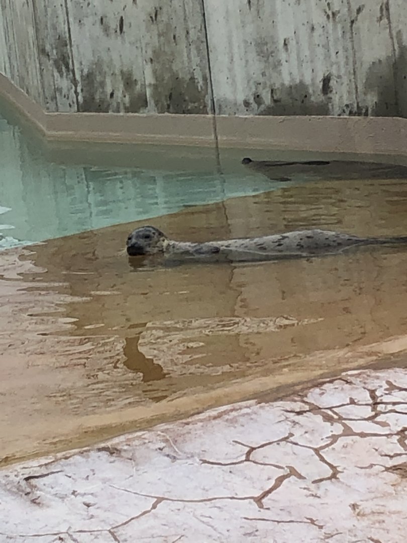 Harbor Seal | Henry Vilas Zoo