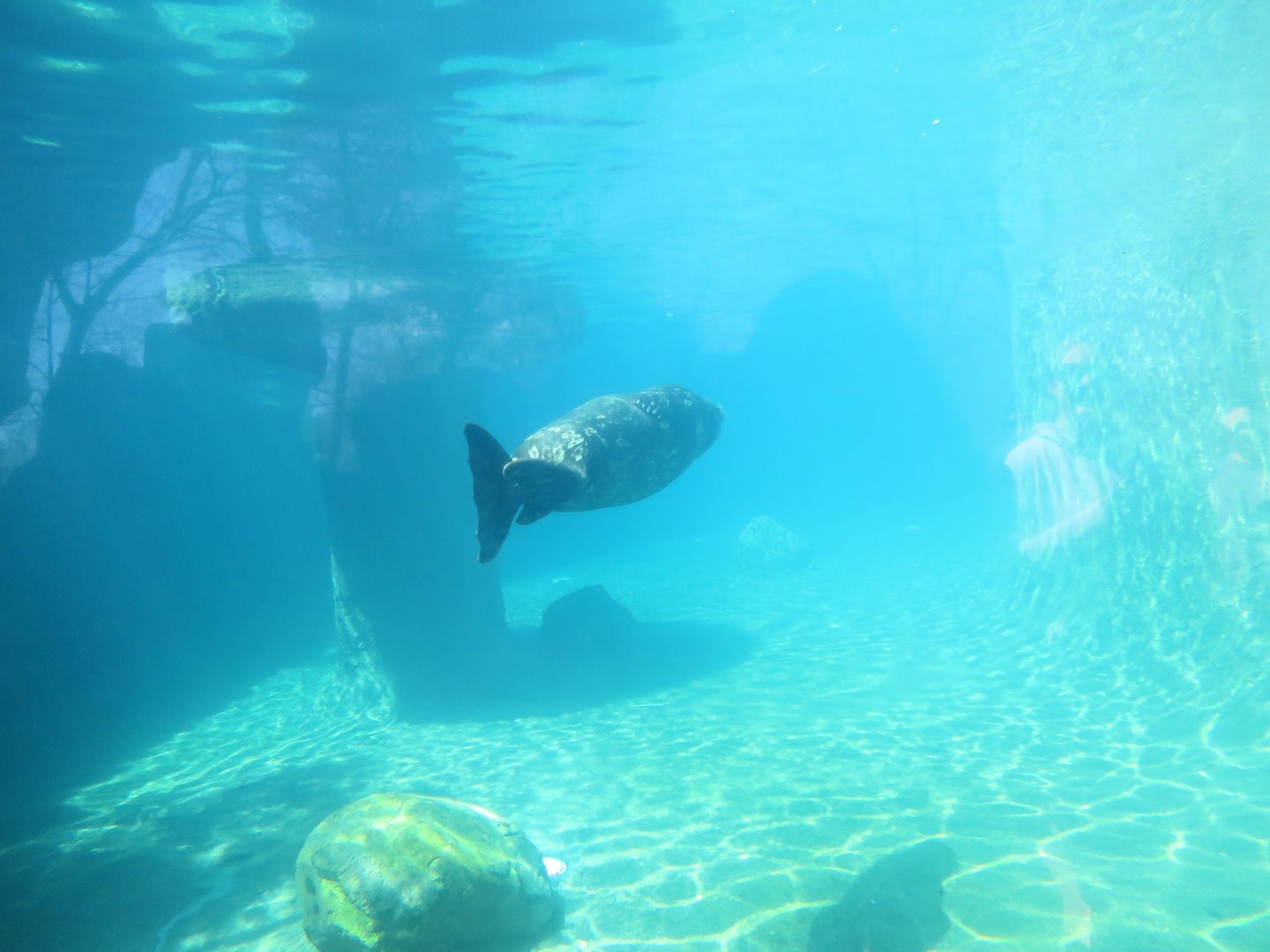 Harbor Seal (June 2020)