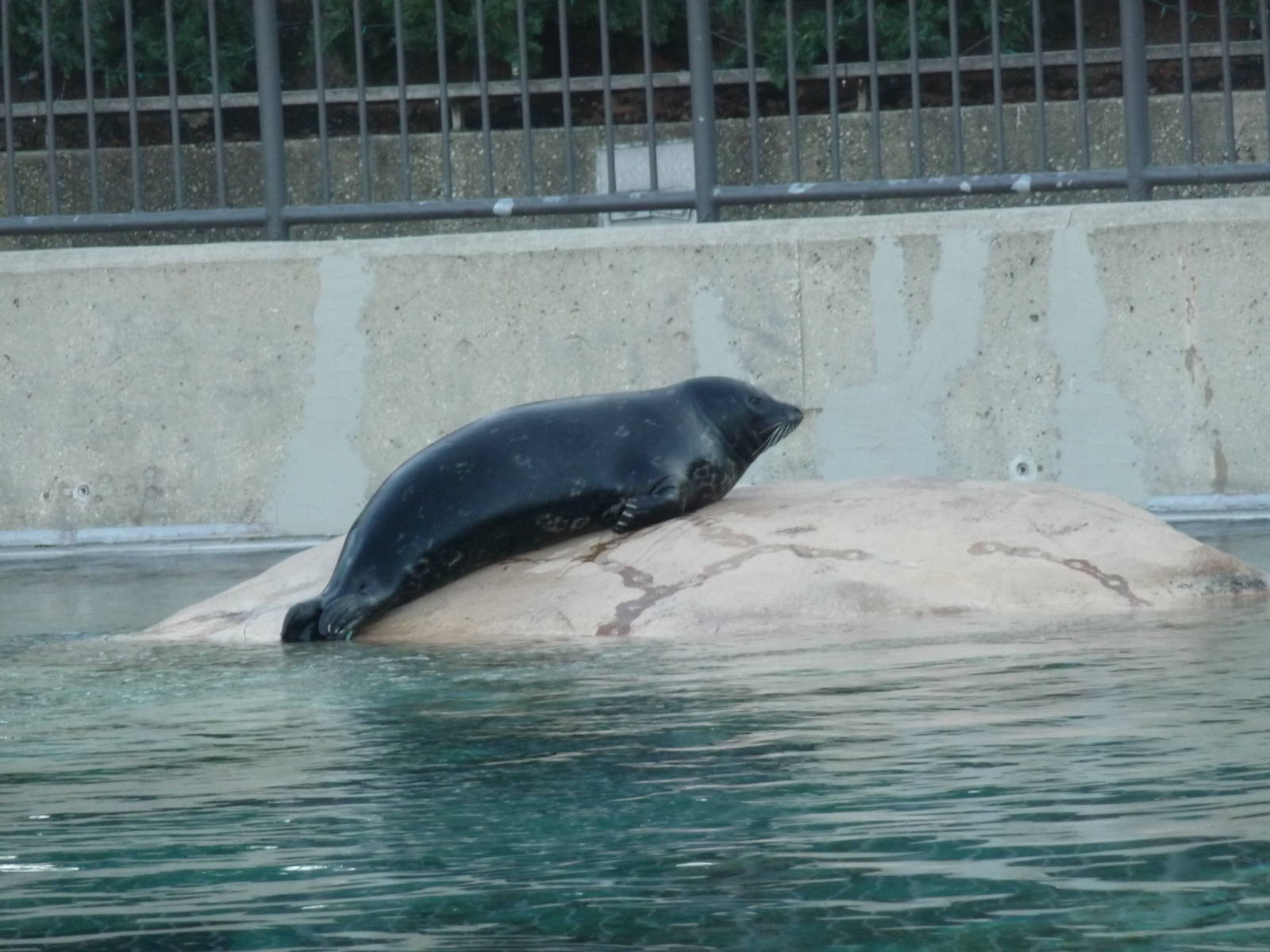 Harbor Seal Lincoln Park Zoo