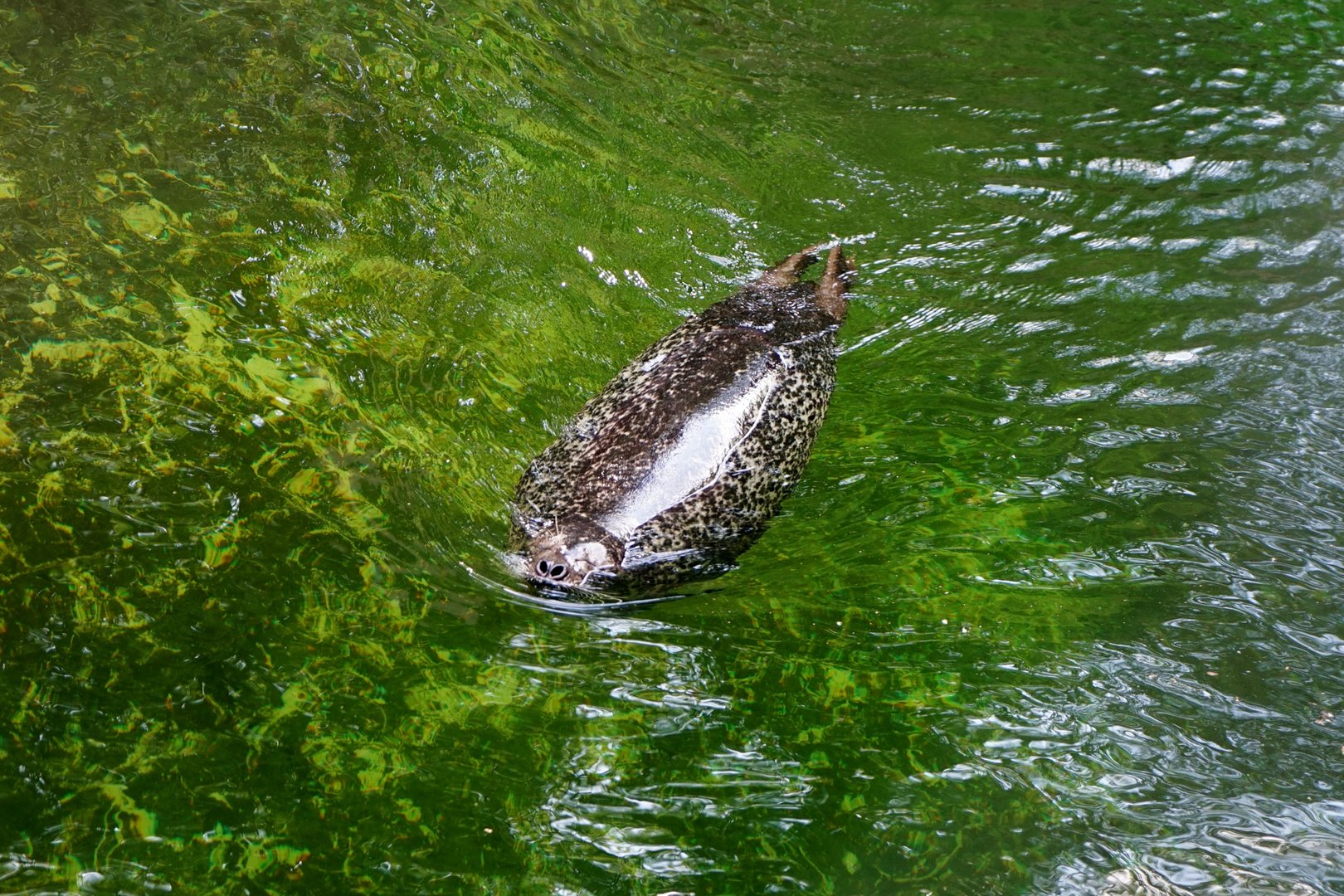 Harbor Seal, May 2015