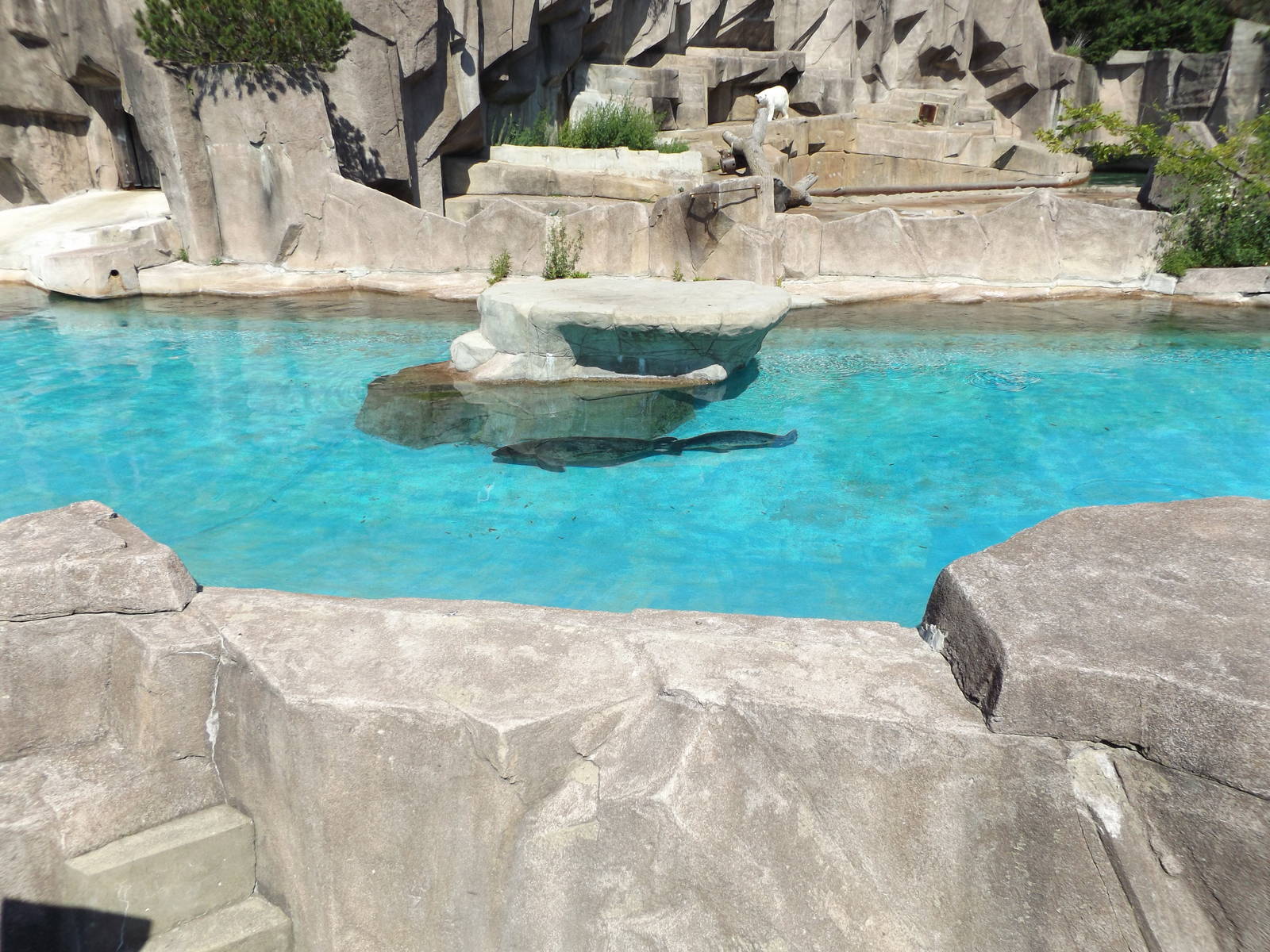 Harbor Seal mom and pup; polar bear exhibit back ground