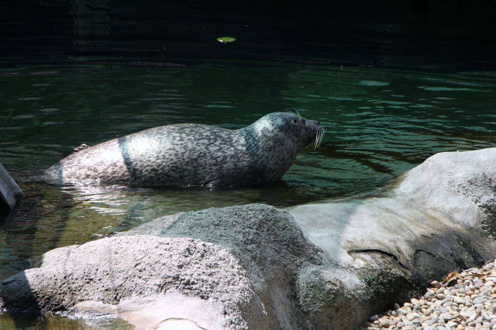 Harbor seal (Phoca vitulina vitulina), 24th July 2014