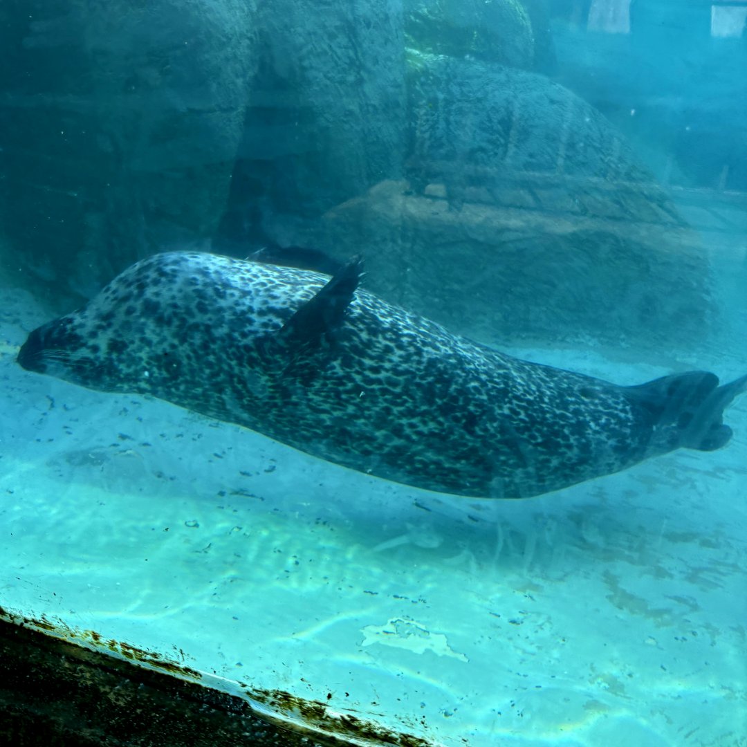Harbor Seal (Phoca vitulina)