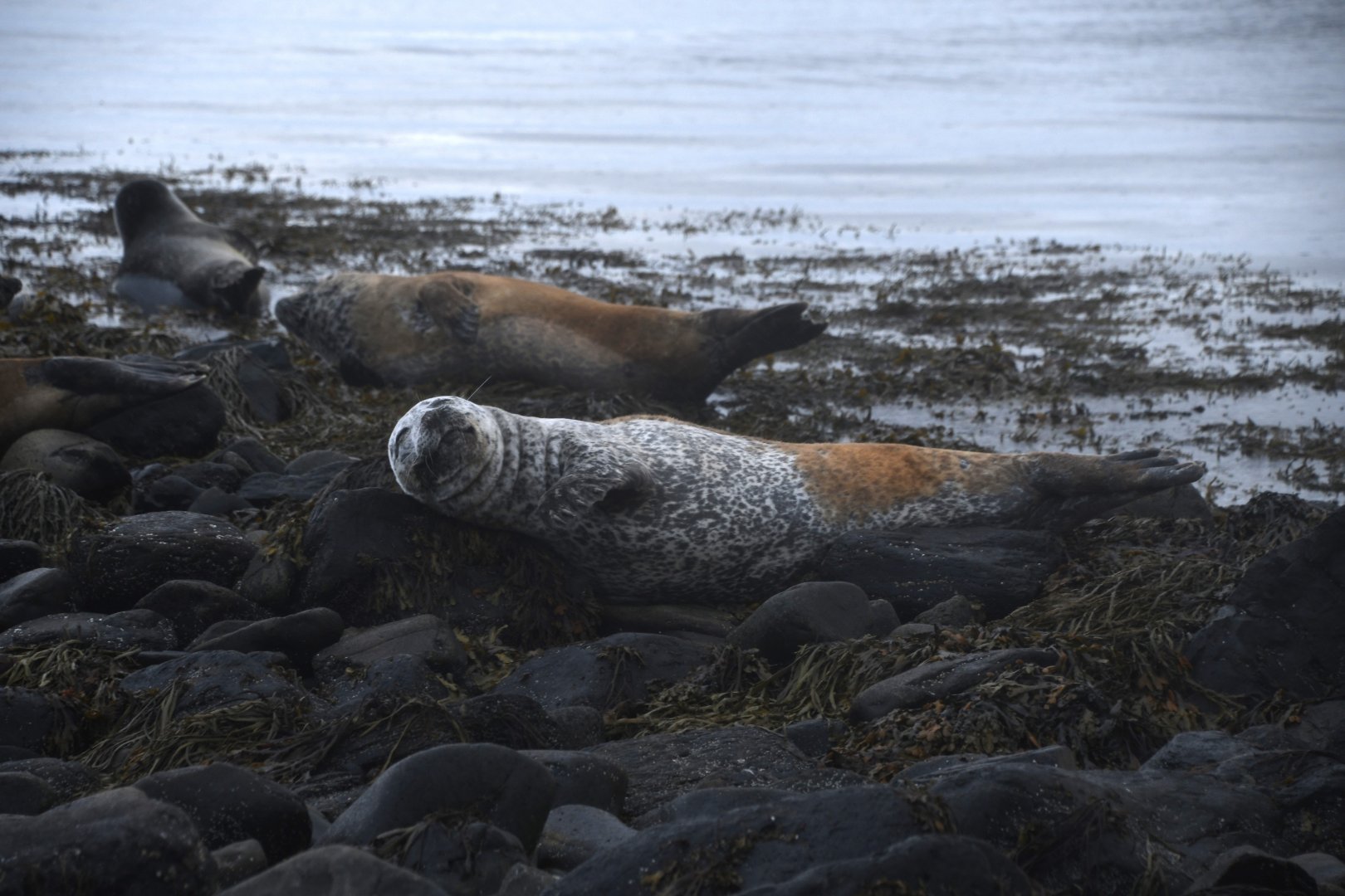 Harbor seal (Phoca vitulina)