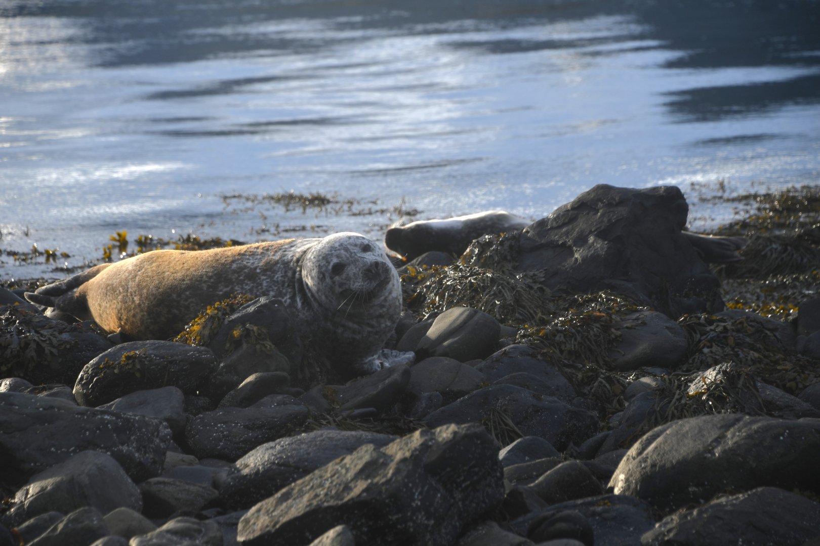 Harbor seal (Phoca vitulina)