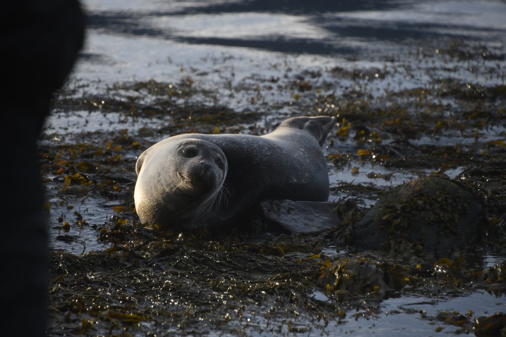 Harbor seal (Phoca vitulina)