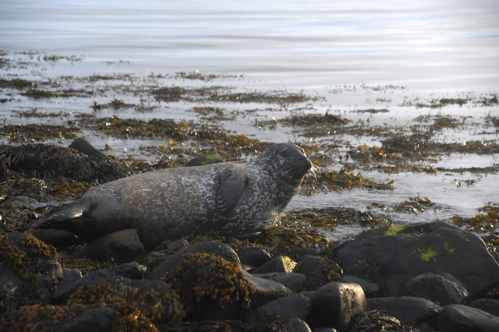 Harbor seal (Phoca vitulina)