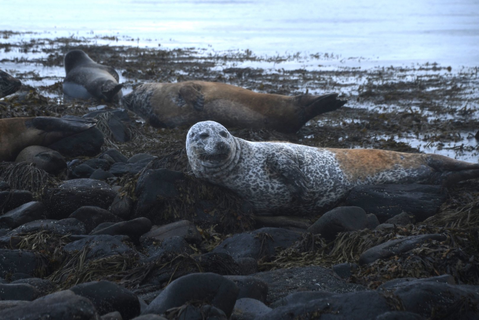 Harbor seal (Phoca vitulina)