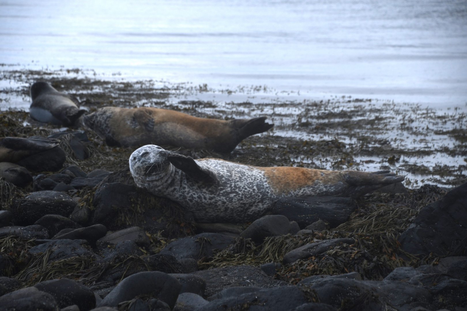 Harbor seal (Phoca vitulina)