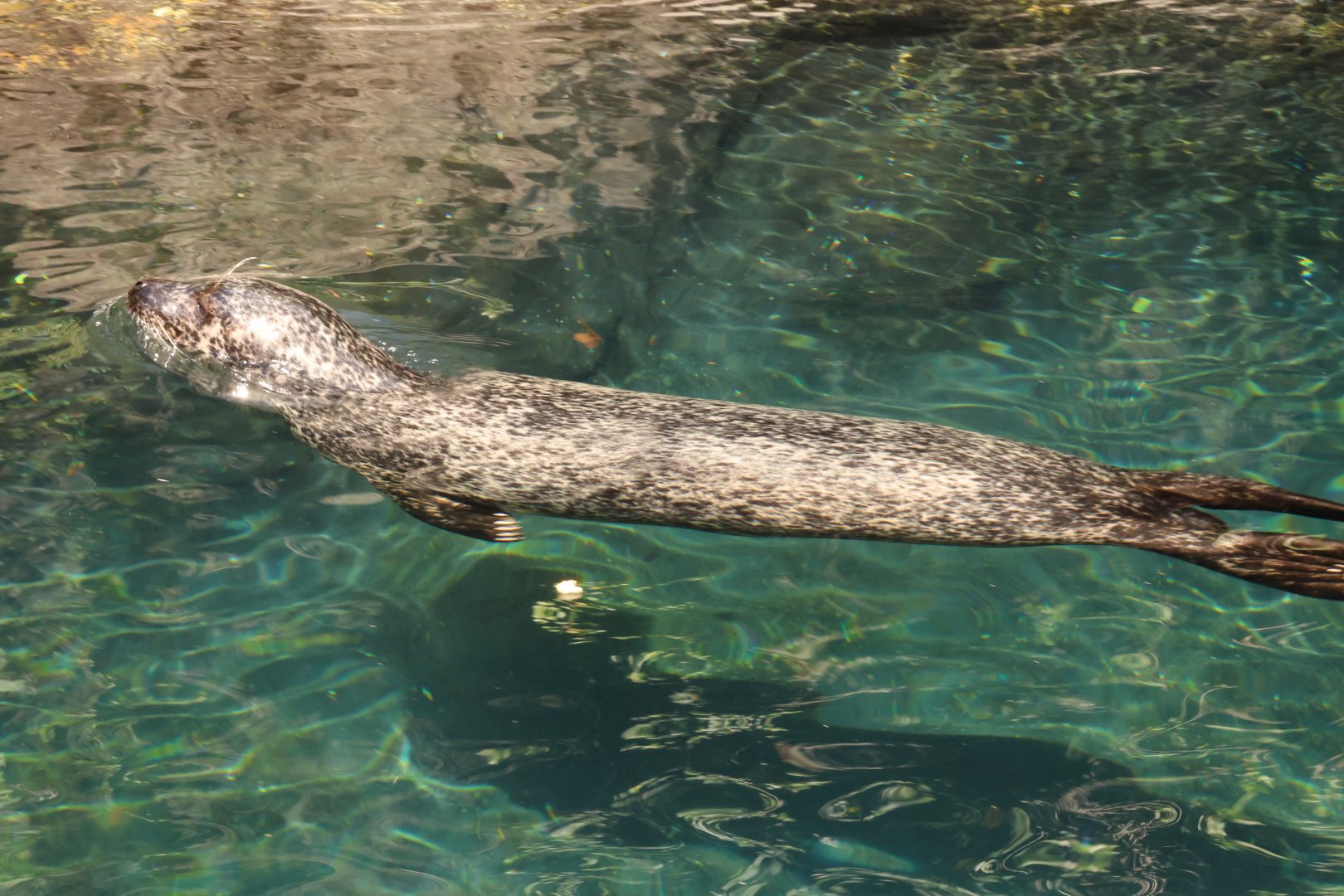 Harbor seal (Phoca vitulina)