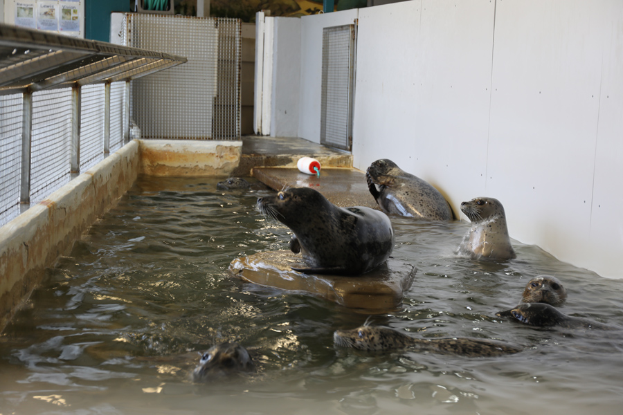 harbor seal pool (small)