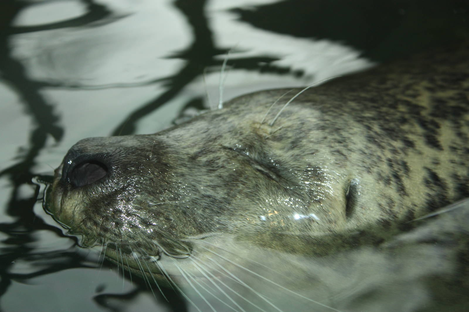 Harbor Seal Portrait