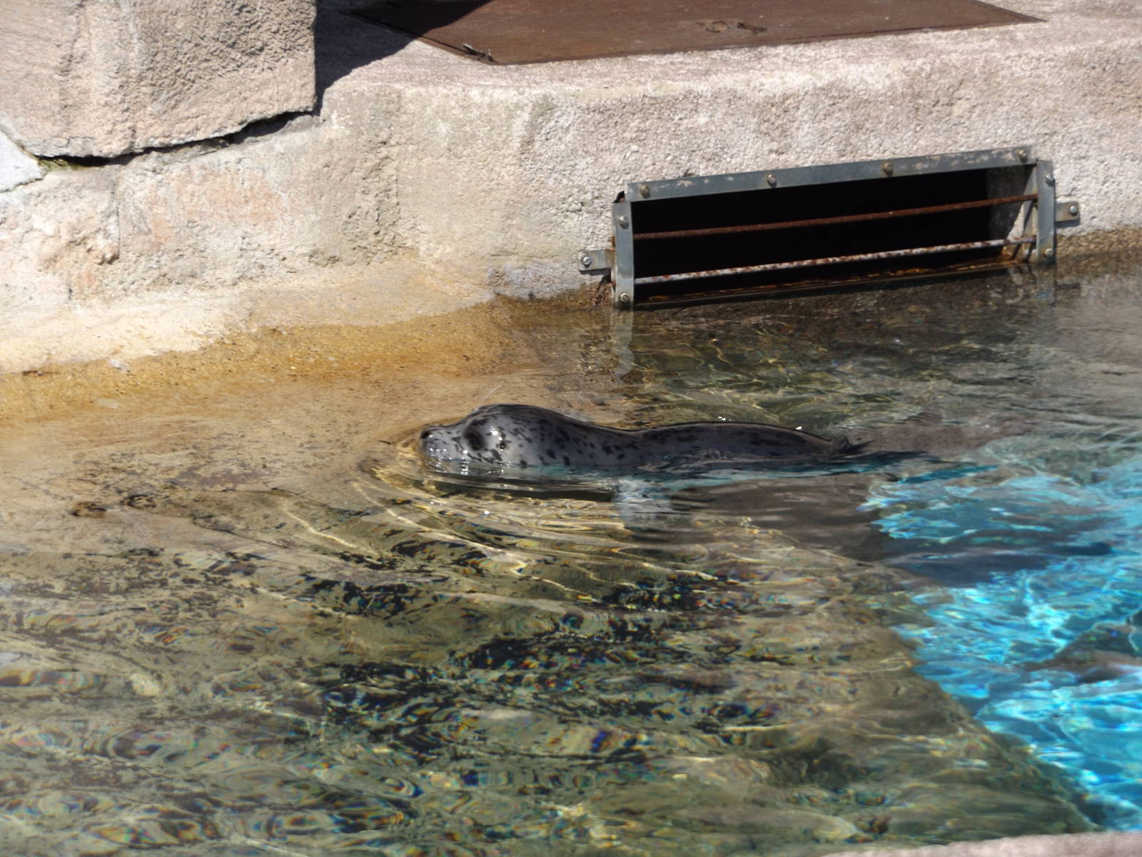 Harbor Seal Pup