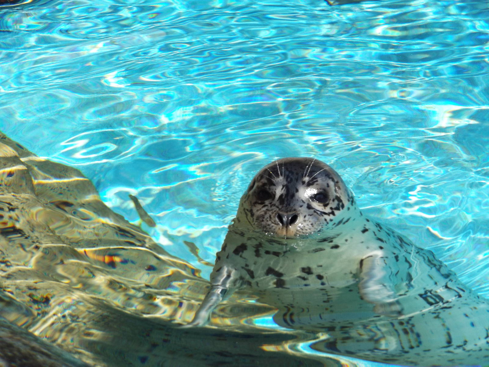 Harbor Seal Pup