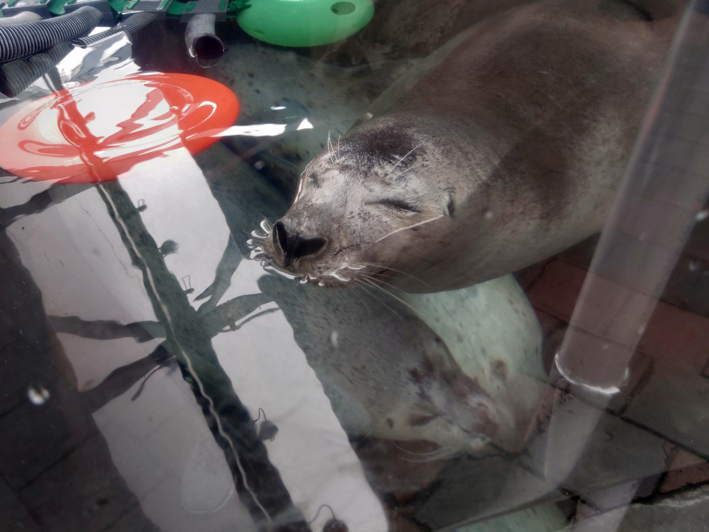 Harbor Seal - Reggae resting