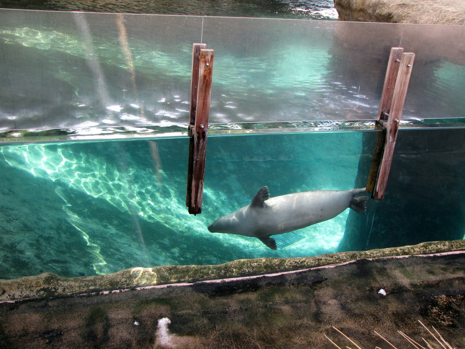 Harbor Seal - Sea Life Cliffs