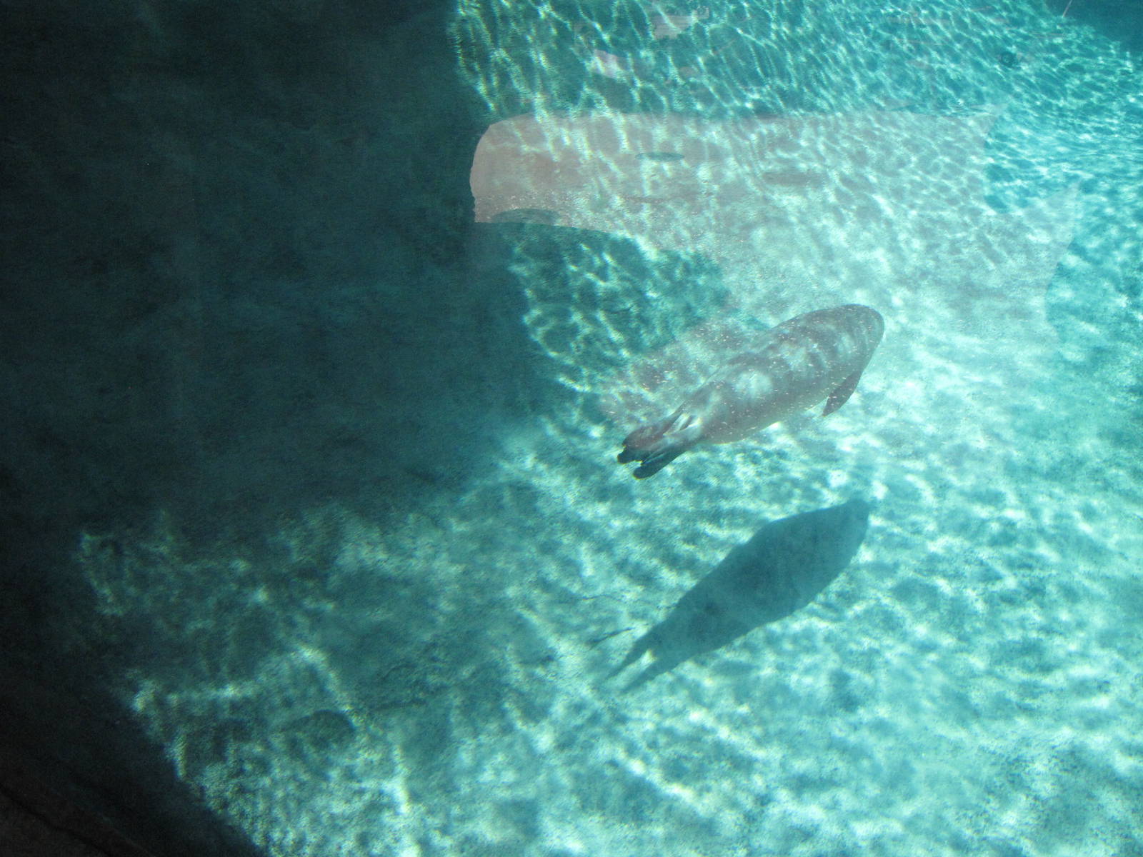 Harbor Seal - Sea Life Cliffs
