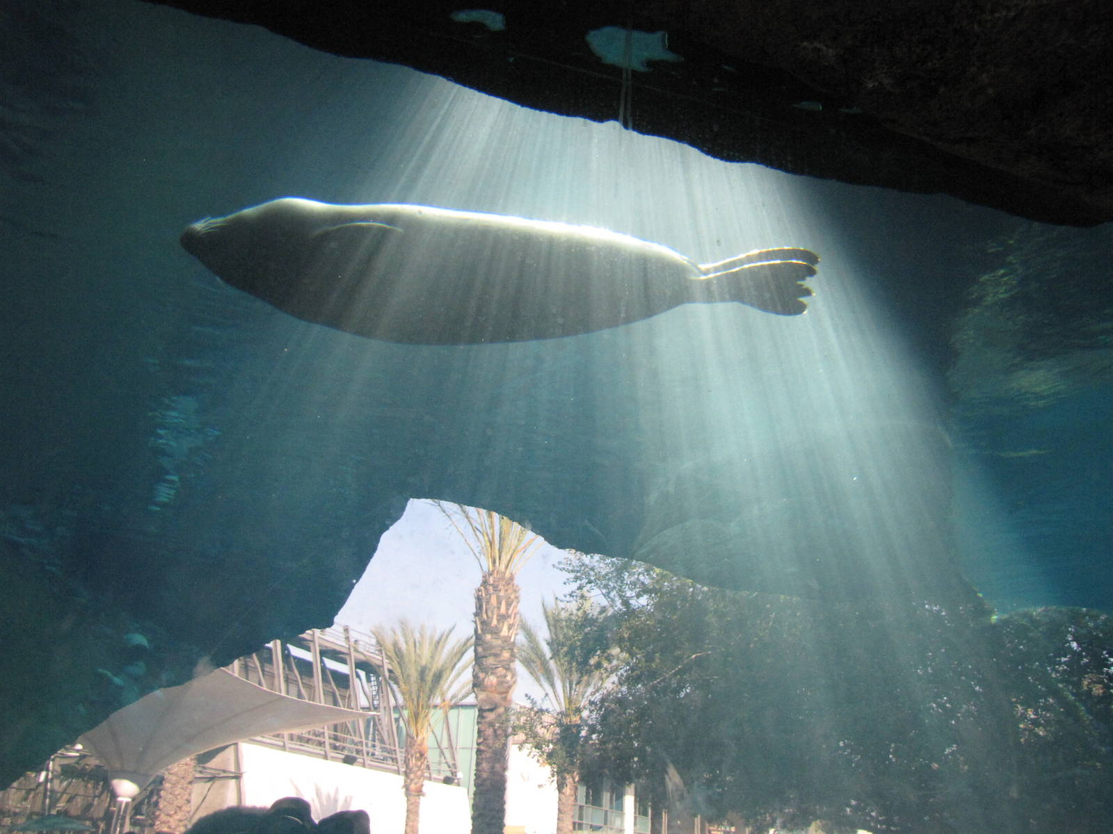 Harbor Seal: Sea Life Cliffs