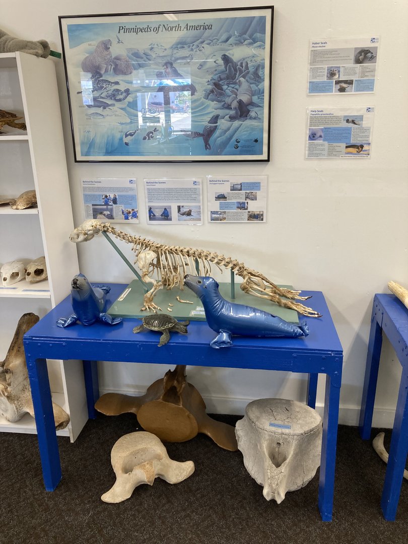 Harbor Seal skeleton