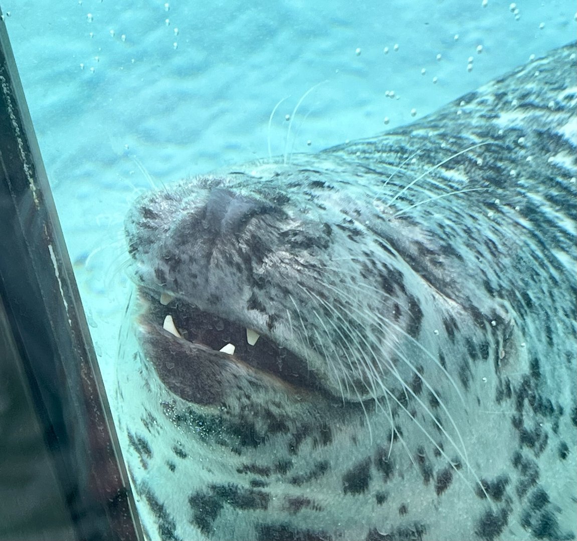 Harbor Seal smiling for guests